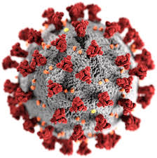 Read more about the article Viruses