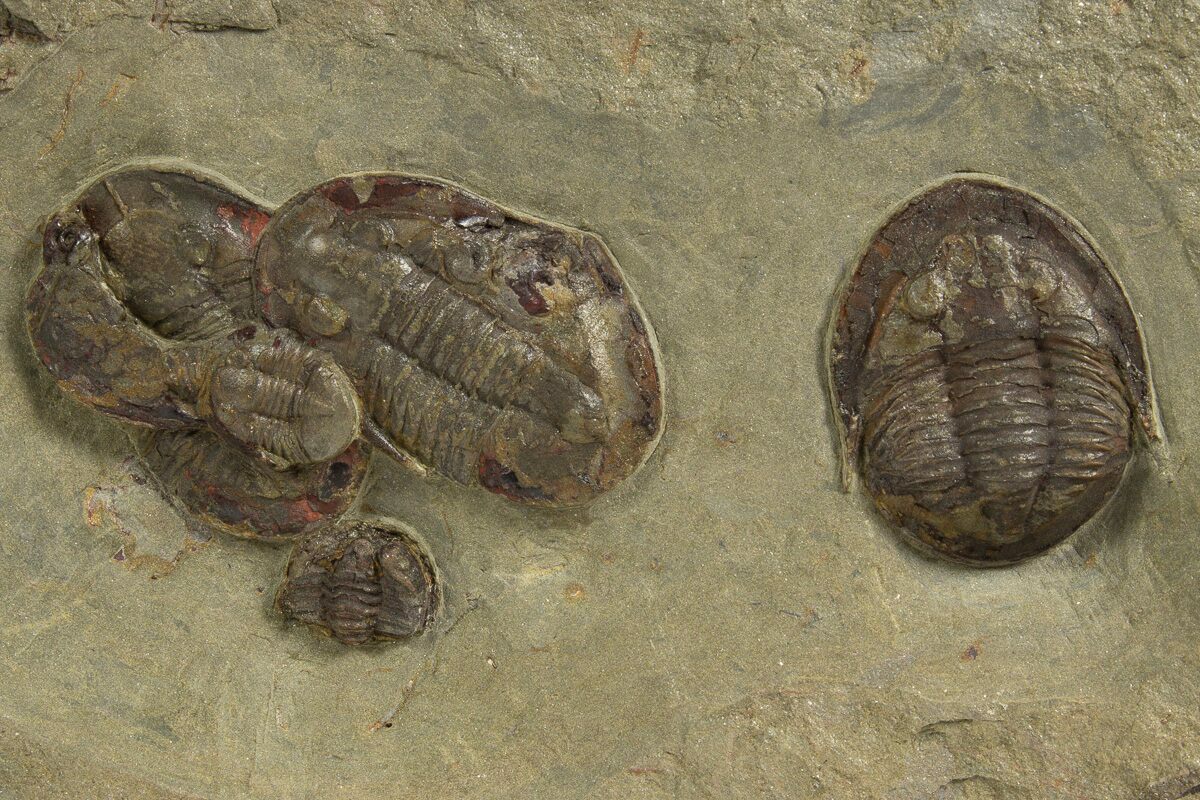 Cluster of Four Trilobites - Fezouata Formation