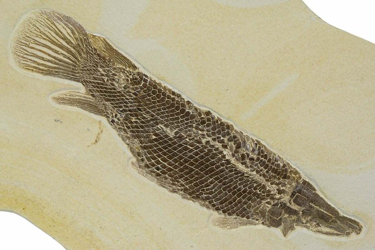 16" Rare Fossil Gar Fish (Atractosteus) - Wyoming