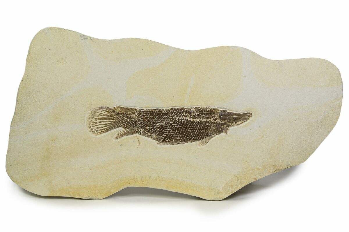 16" Rare Fossil Gar Fish (Atractosteus) - Wyoming