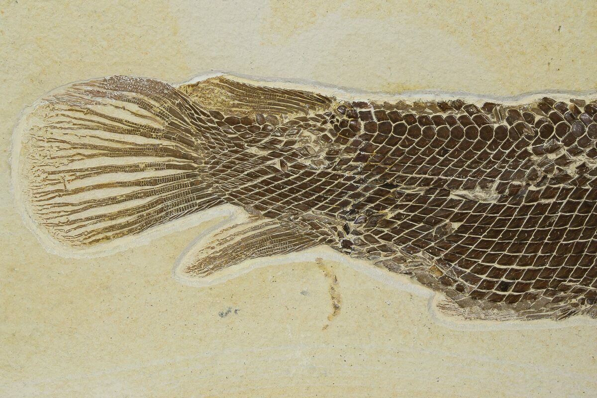 16" Rare Fossil Gar Fish (Atractosteus) - Wyoming