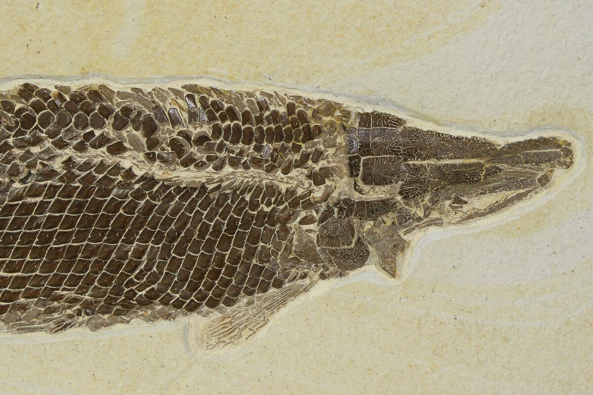 16" Rare Fossil Gar Fish (Atractosteus) - Wyoming