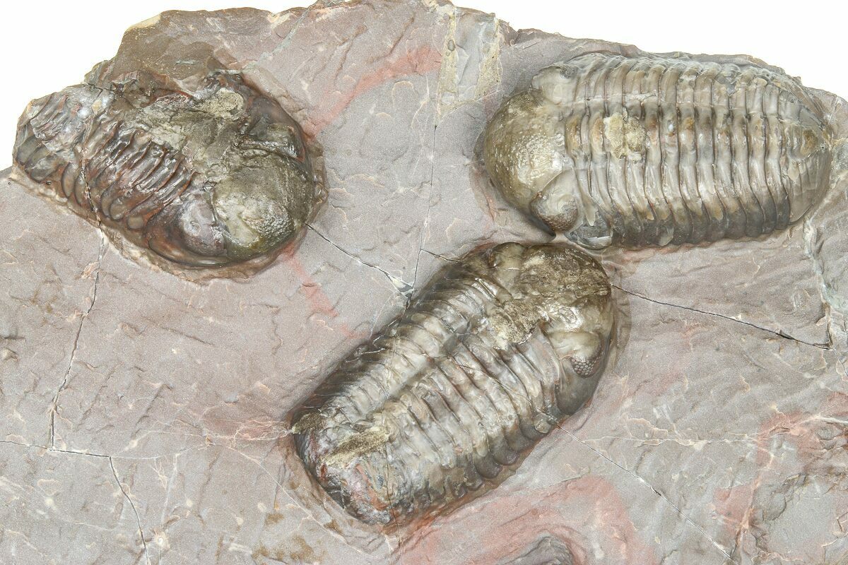 Cluster Of Six Colorful Austerops Trilobites - Jorf Morocco