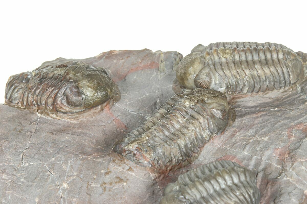 Cluster Of Six Colorful Austerops Trilobites - Jorf Morocco