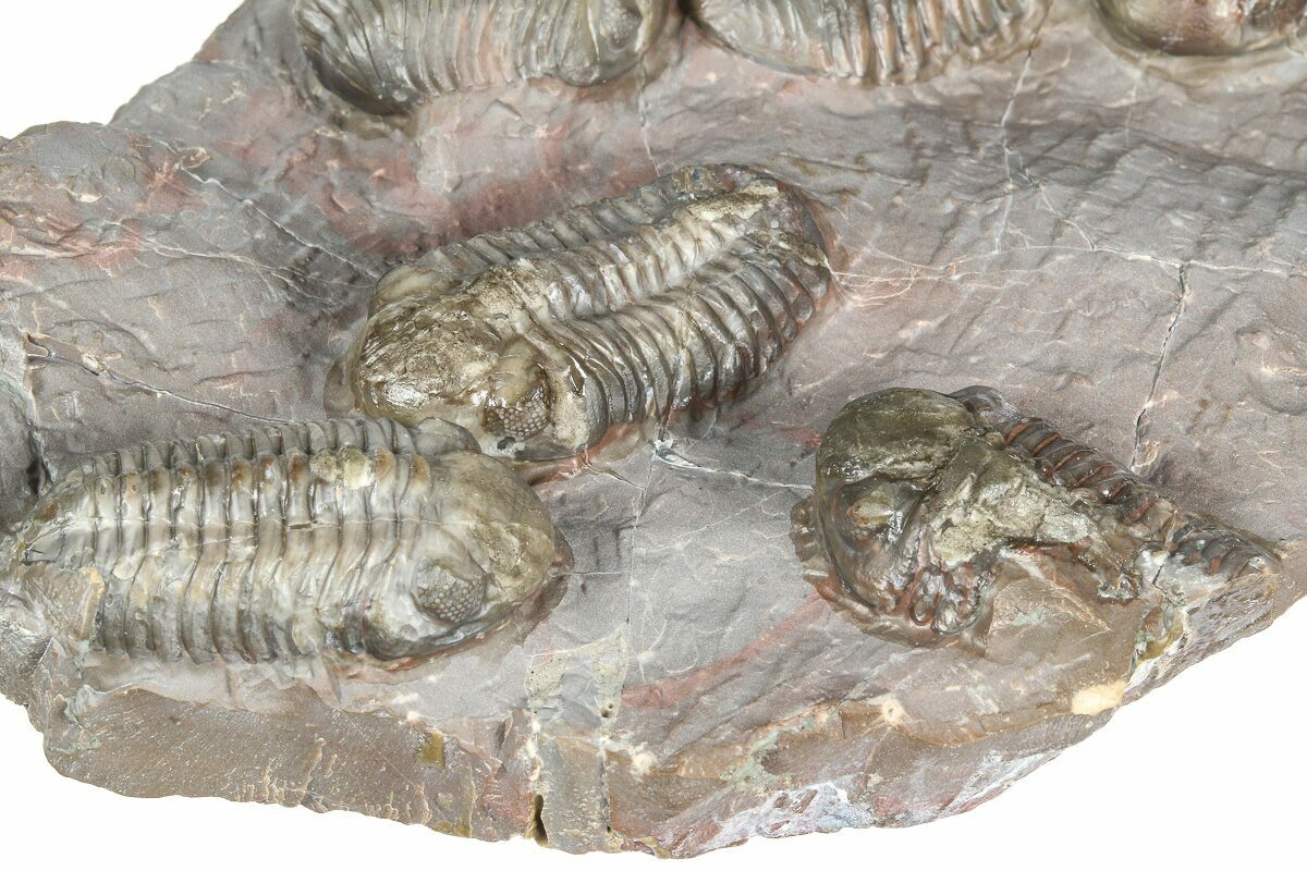 Cluster Of Six Colorful Austerops Trilobites - Jorf Morocco