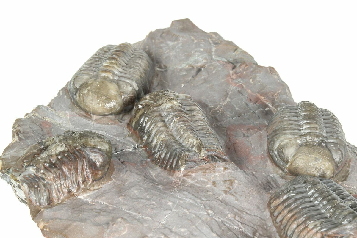 Cluster Of Six Colorful Austerops Trilobites - Jorf Morocco