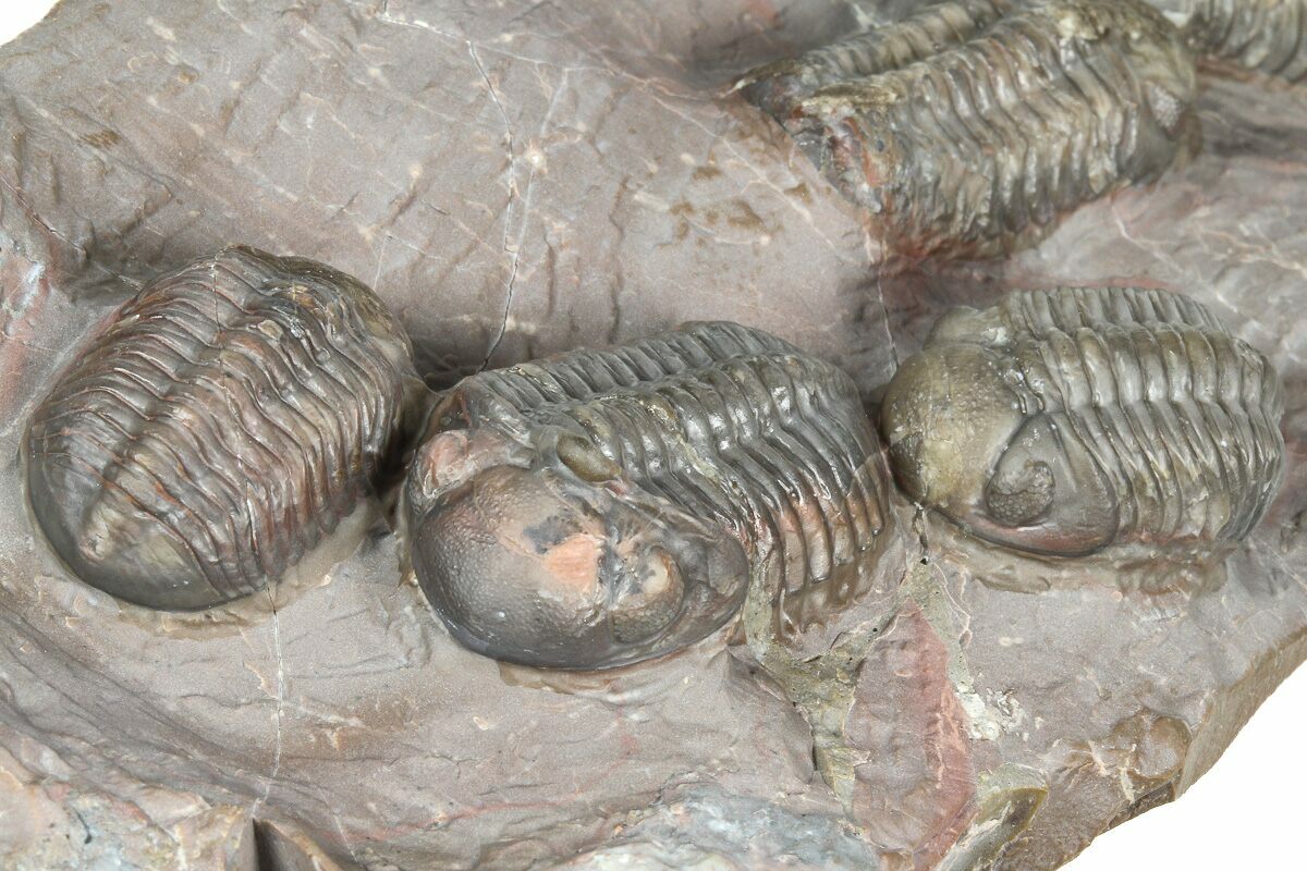 Cluster Of Six Colorful Austerops Trilobites - Jorf Morocco