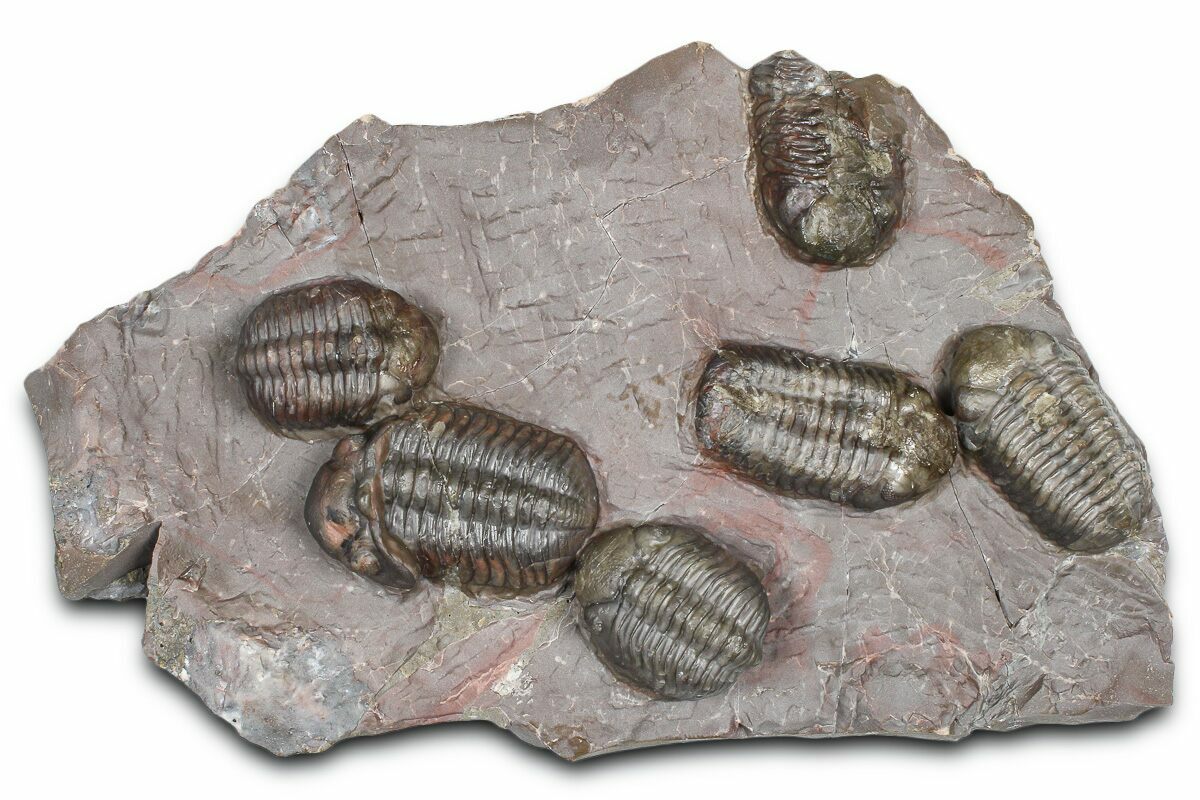 Cluster Of Six Colorful Austerops Trilobites - Jorf Morocco