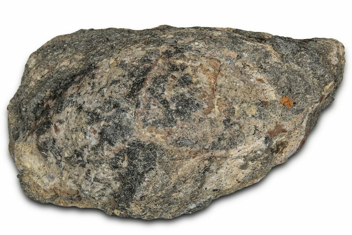 5.3" Miocene Volcanic Bomb - Nevada