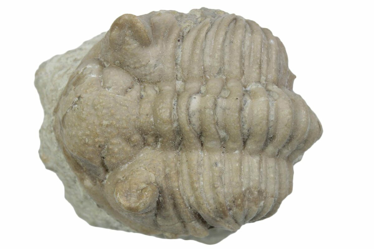 Bargain, 1.1" Fossil Chasmops Trilobite - Russia