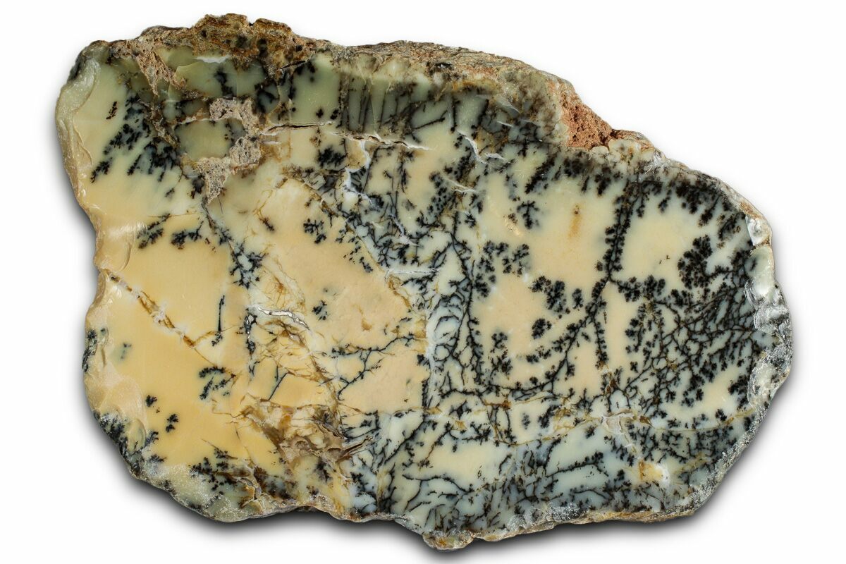 7.3" Polished Dendritic Opal Section - Western Australia
