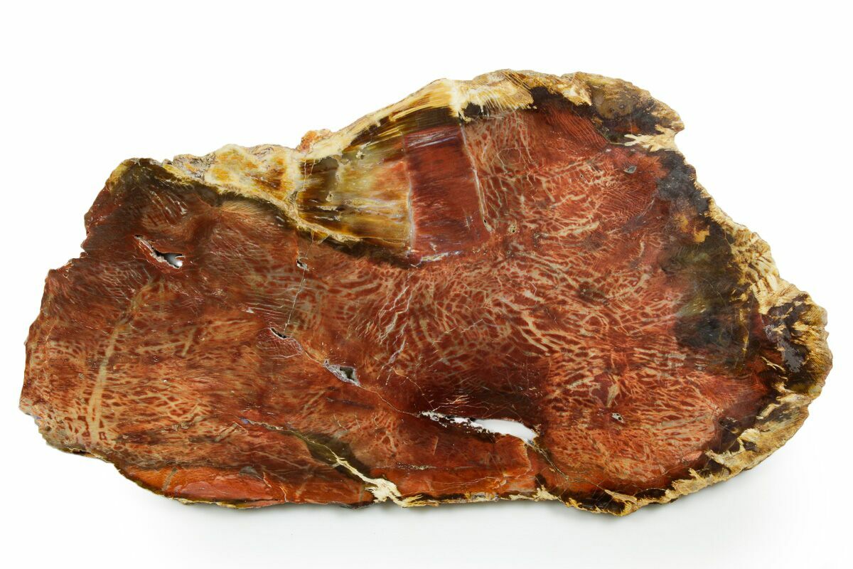 12.25" Colorful Polished Petrified Wood Slab - Cherry Creek, NV