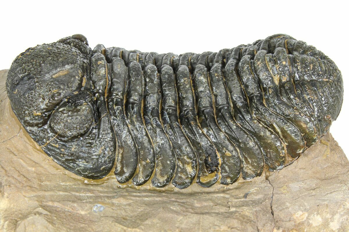 2.45" Detailed Phacopid (Morocops) Trilobite - Foum Zguid, Morocco