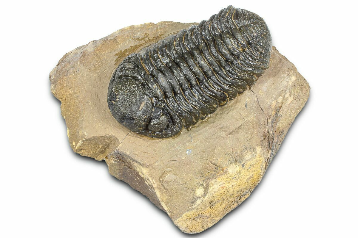 2.45" Detailed Phacopid (Morocops) Trilobite - Foum Zguid, Morocco