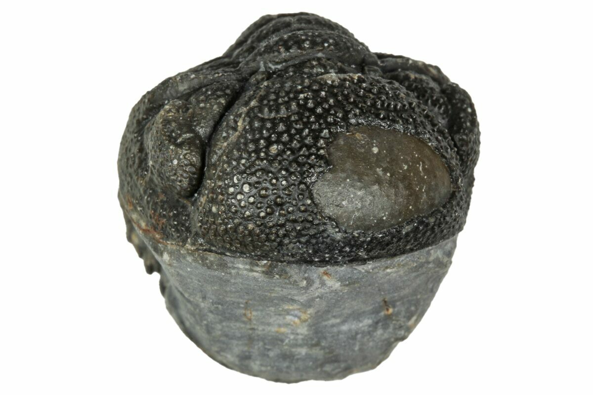 .95" Wide, Curled Morocops Trilobite - Morocco