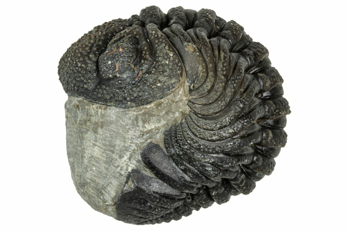 1.25" Wide, Curled Morocops Trilobite - Morocco