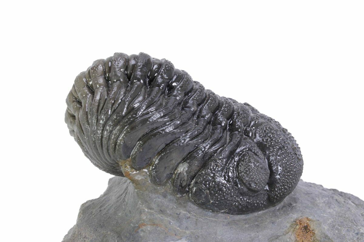 2.9" Big, Fat Morocops Trilobite - Ofaten, Morocco