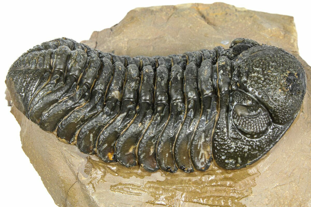 2.45" Detailed Phacopid (Morocops) Trilobite - Foum Zguid, Morocco
