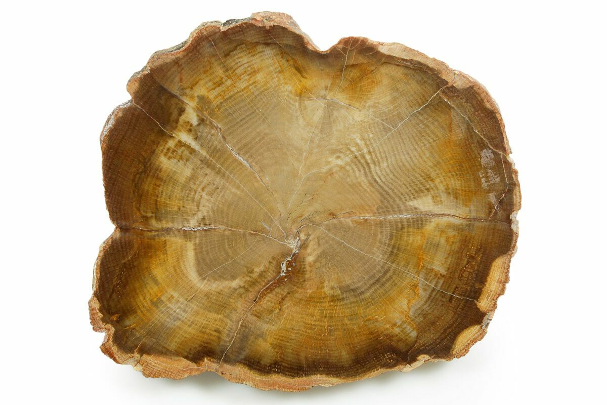 6.9" Golden Petrified Wood (Oak) Round - Stinking Water Creek, Oregon