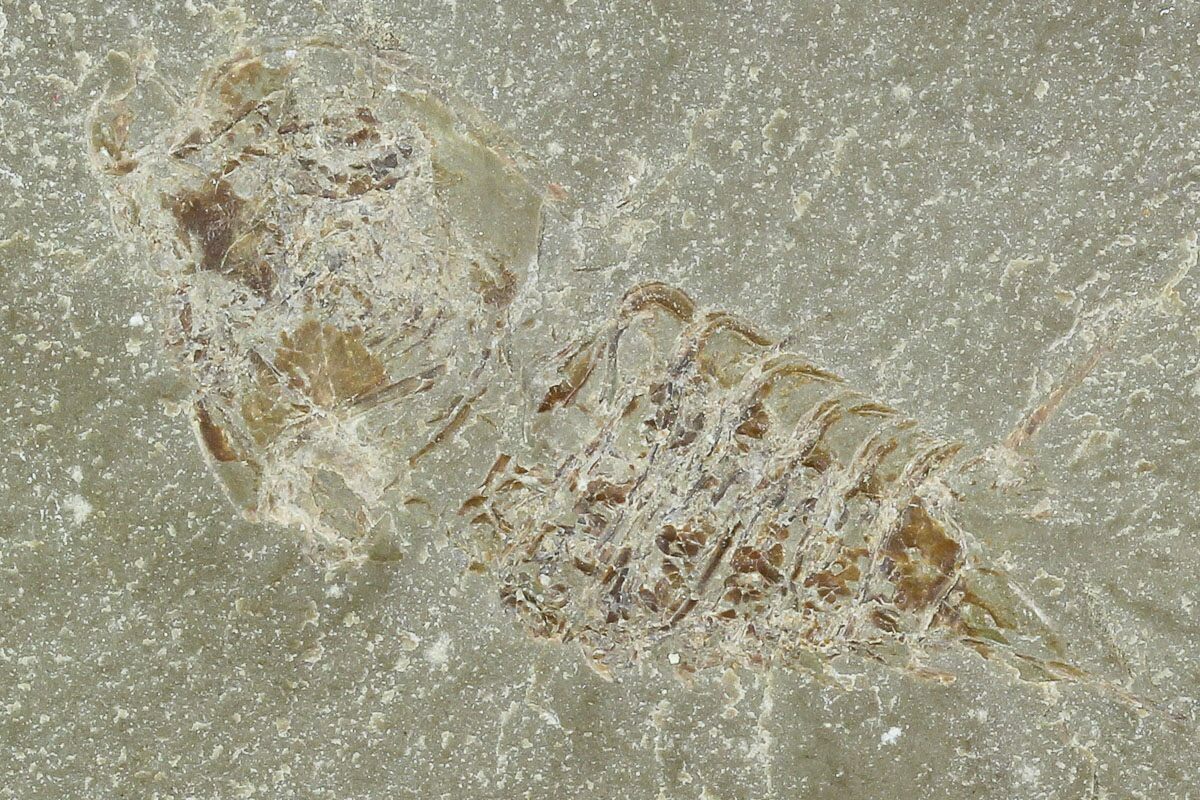 1.9" Mississippian Mantis Shrimp Precursor - Bear Gulch Limestone