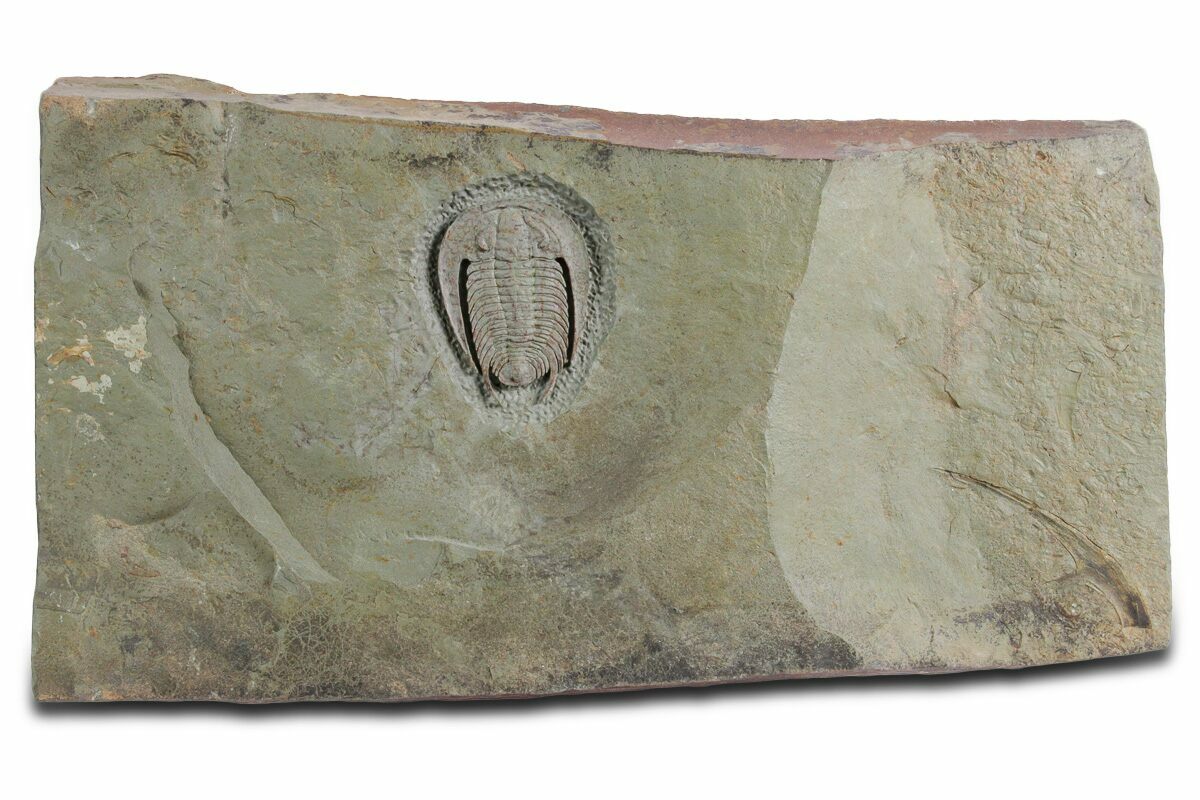 1.5" Early Cambrian Trilobite (Perrector) - Tazemmourt, Morocco