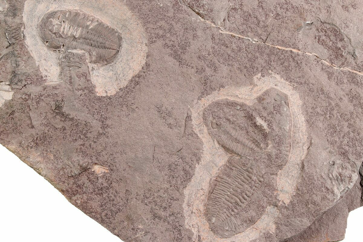 9.95" Ordovician Trilobite Mortality Plate (Pos/Neg) - Morocco