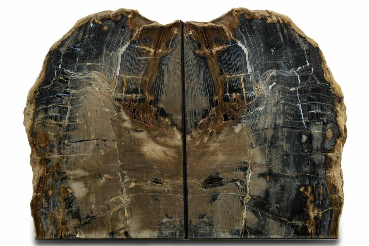 10.3" Tall Petrified Wood Bookends - Sweet Home, Oregon