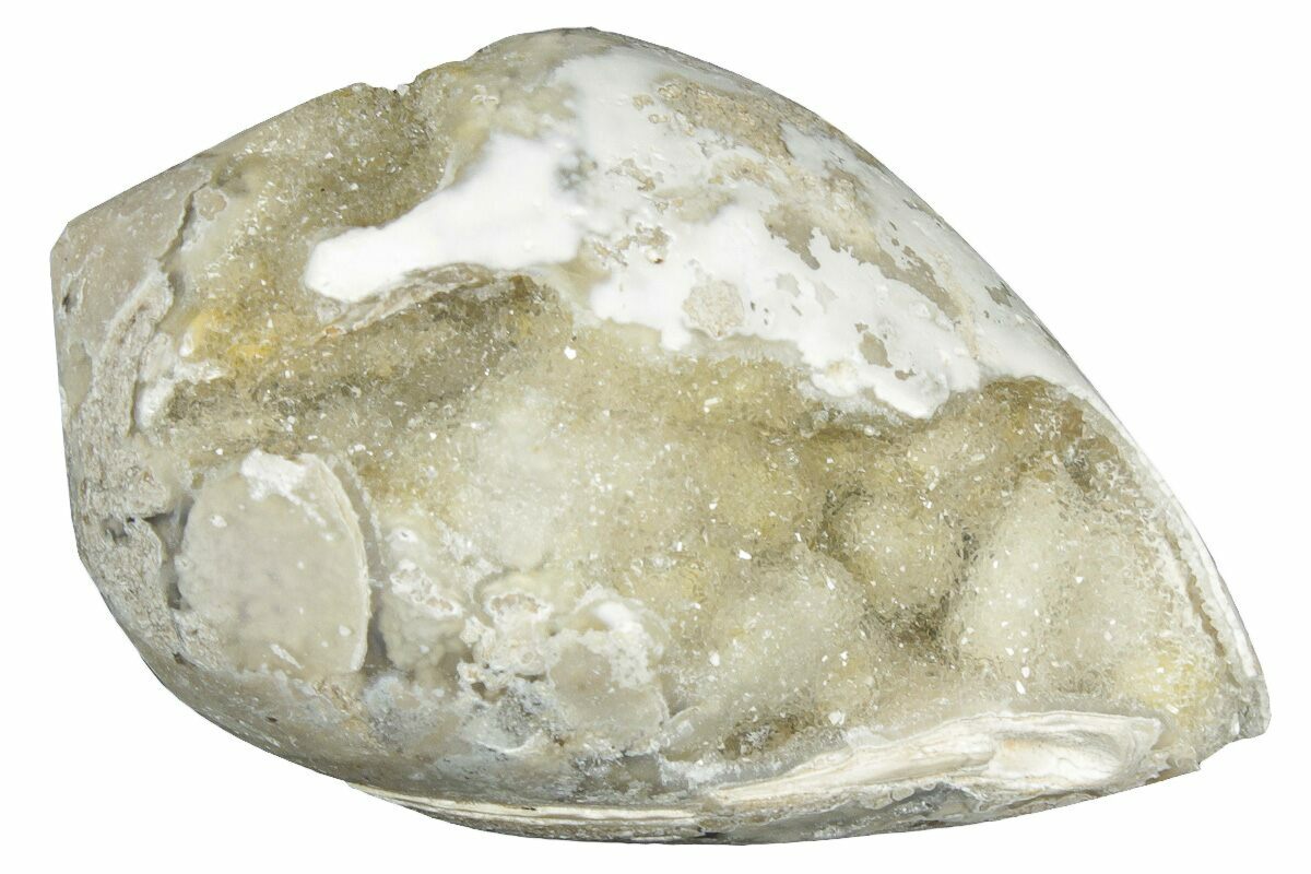 1.6" Chalcedony Replaced Gastropod With Sparkly Quartz - India