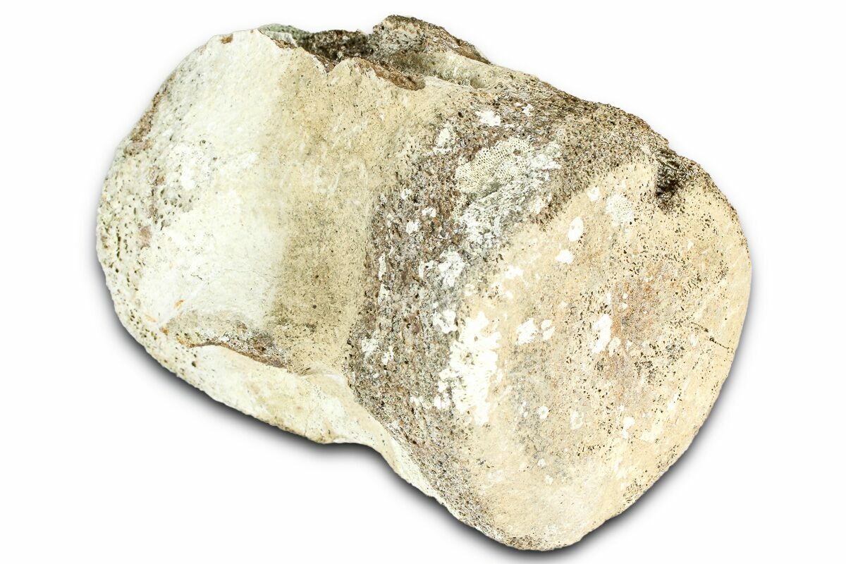 3.5" Fossil Whale Caudal Vertebra - Yorktown Formation