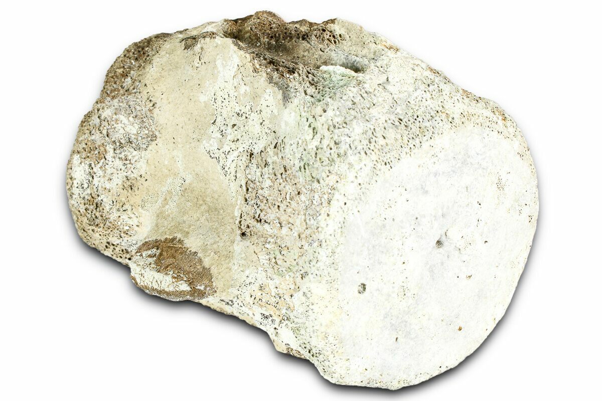 3.5" Fossil Whale Caudal Vertebra - Yorktown Formation