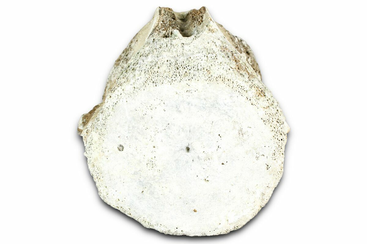 3.5" Fossil Whale Caudal Vertebra - Yorktown Formation