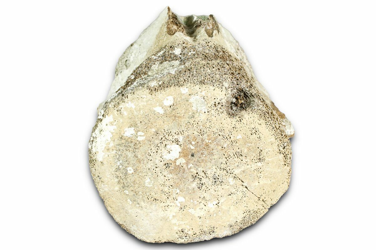 3.5" Fossil Whale Caudal Vertebra - Yorktown Formation