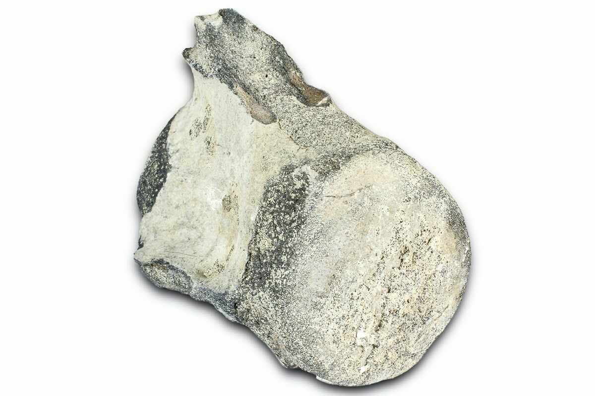 3.9" Fossil Whale Caudal Vertebra - Yorktown Formation
