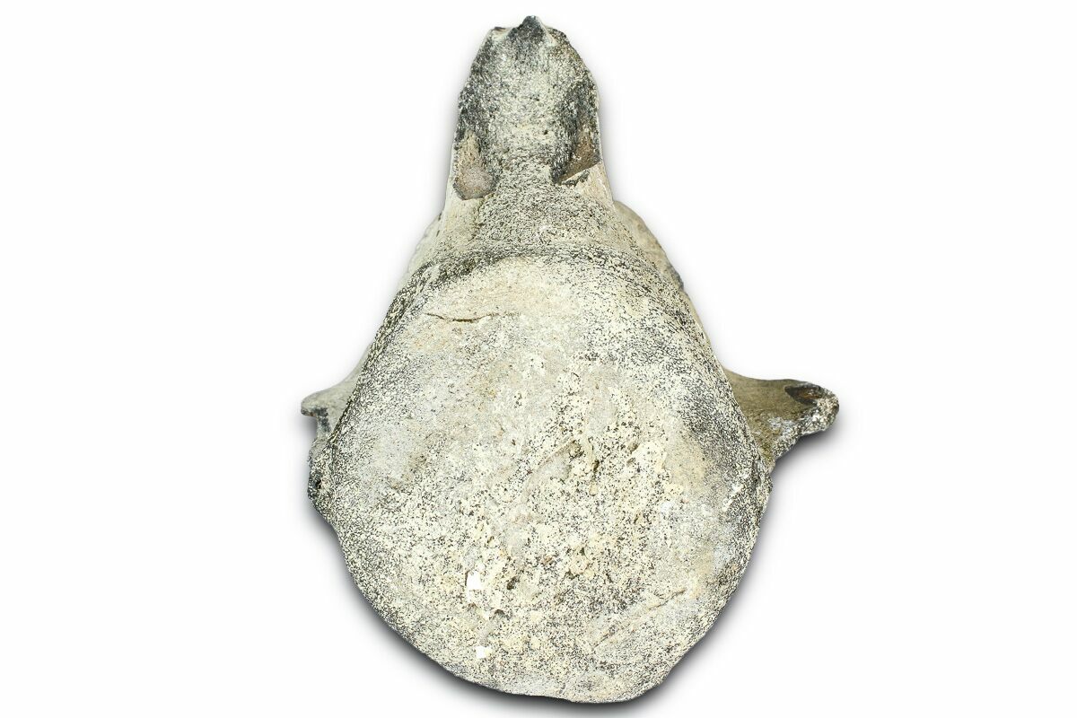 3.9" Fossil Whale Caudal Vertebra - Yorktown Formation
