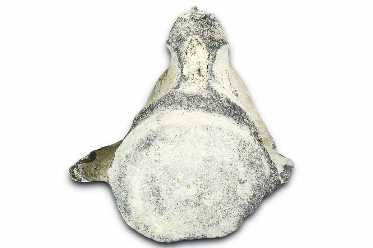 3.9" Fossil Whale Caudal Vertebra - Yorktown Formation