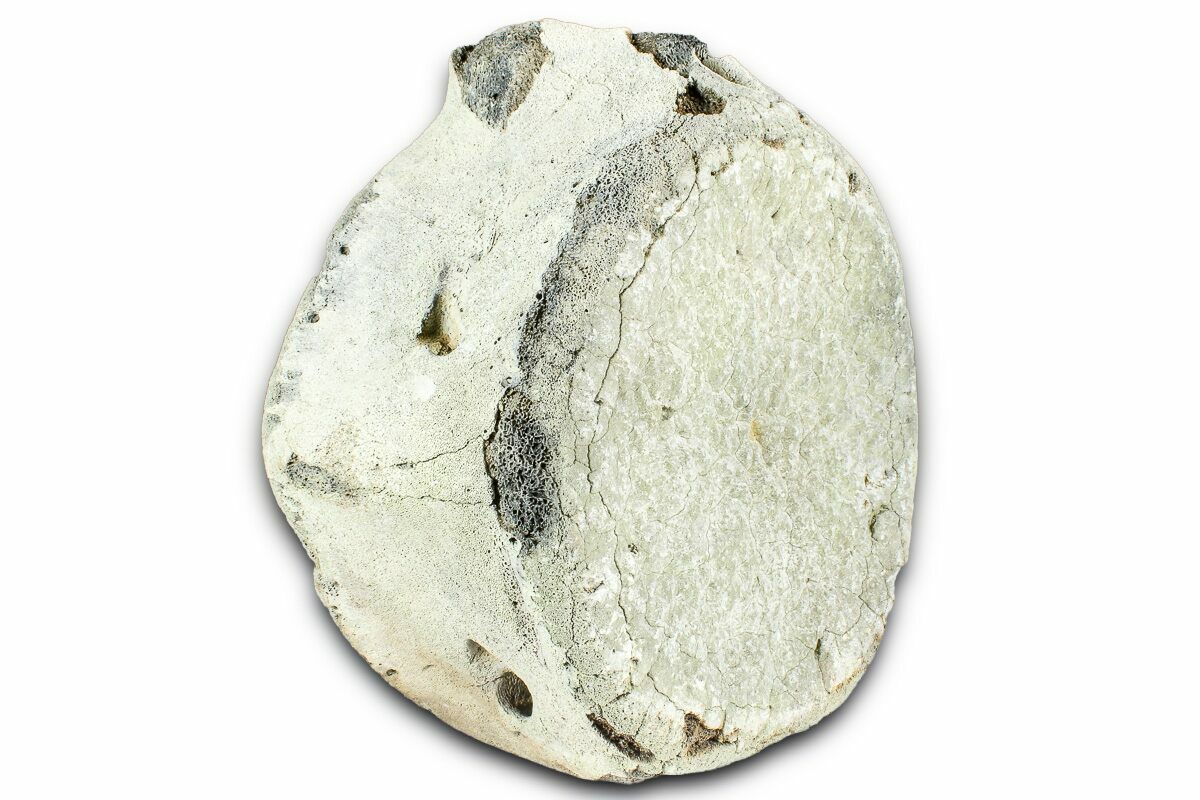 4.9" Fossil Whale Caudal Vertebra - Yorktown Formation
