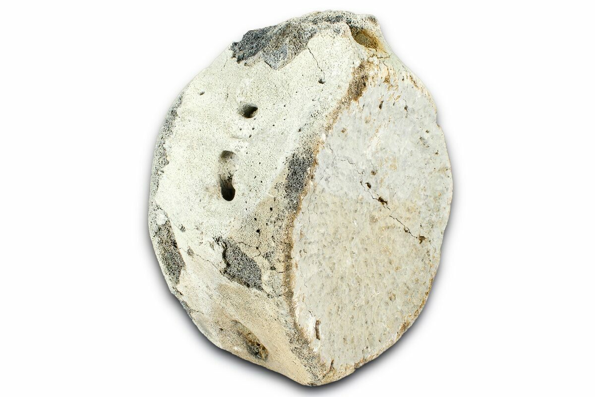 4.9" Fossil Whale Caudal Vertebra - Yorktown Formation