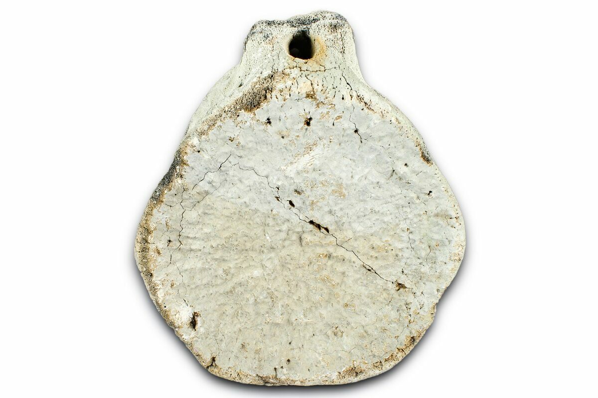 4.9" Fossil Whale Caudal Vertebra - Yorktown Formation