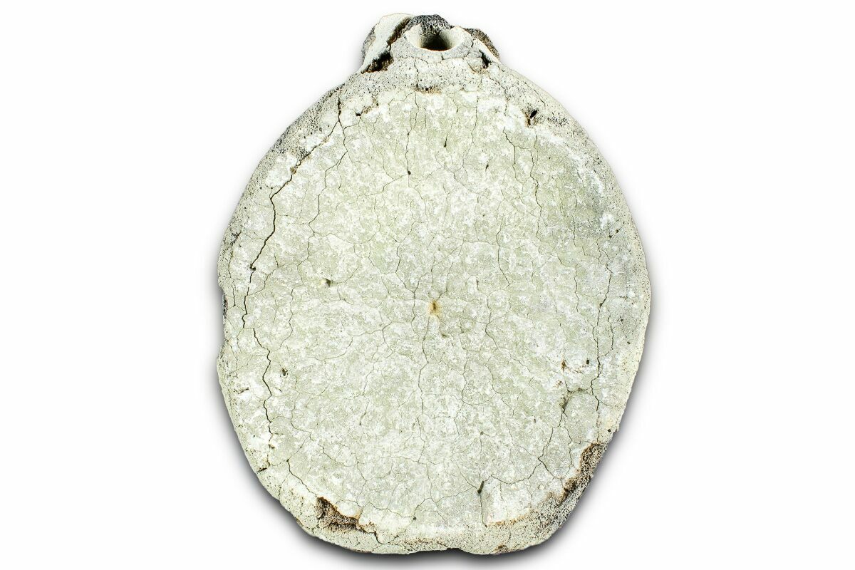 4.9" Fossil Whale Caudal Vertebra - Yorktown Formation