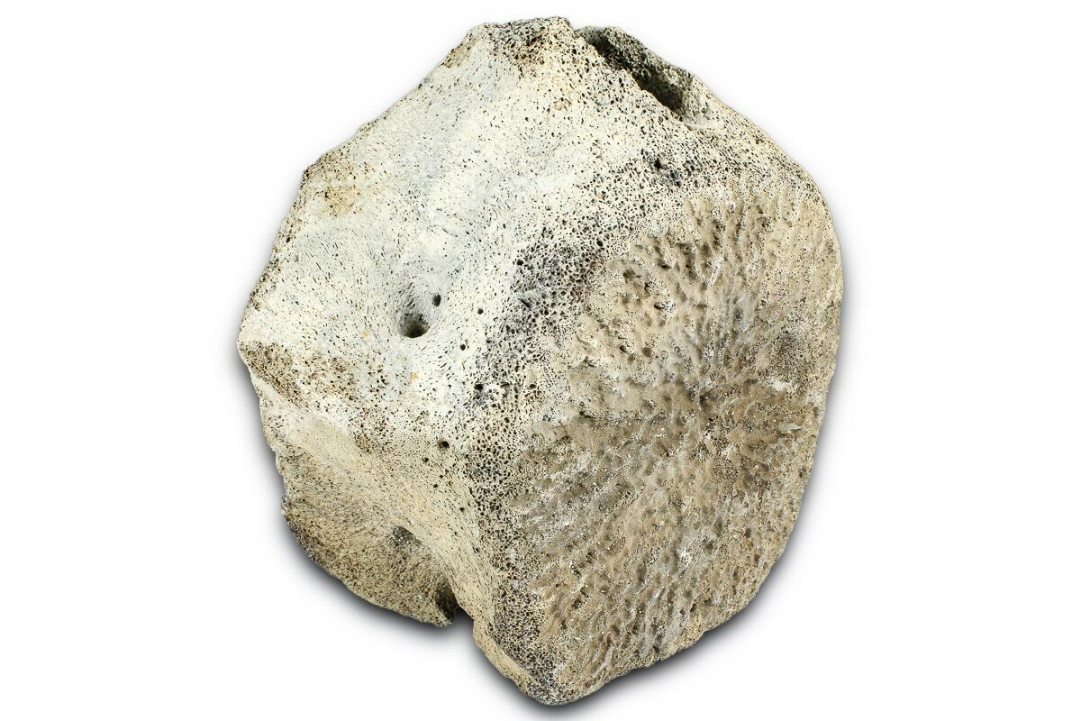 4.3" Fossil Whale Caudal Vertebra - Yorktown Formation