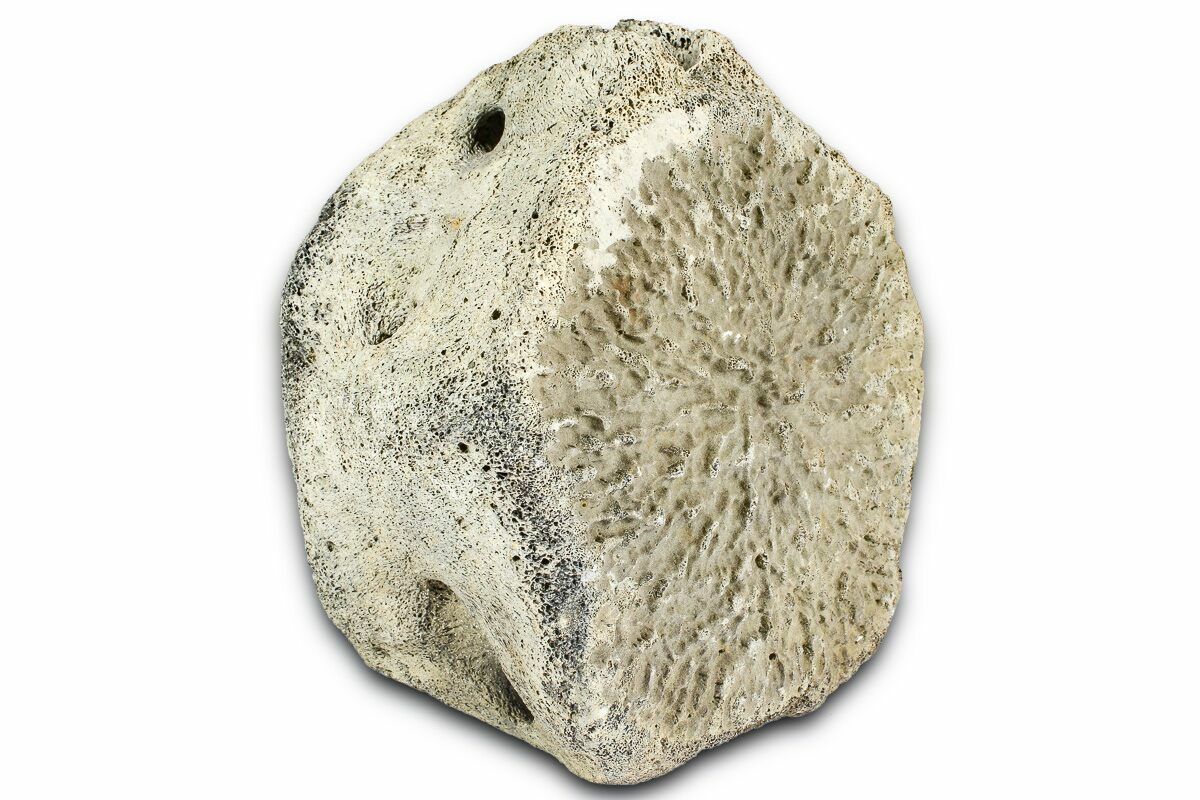 4.3" Fossil Whale Caudal Vertebra - Yorktown Formation