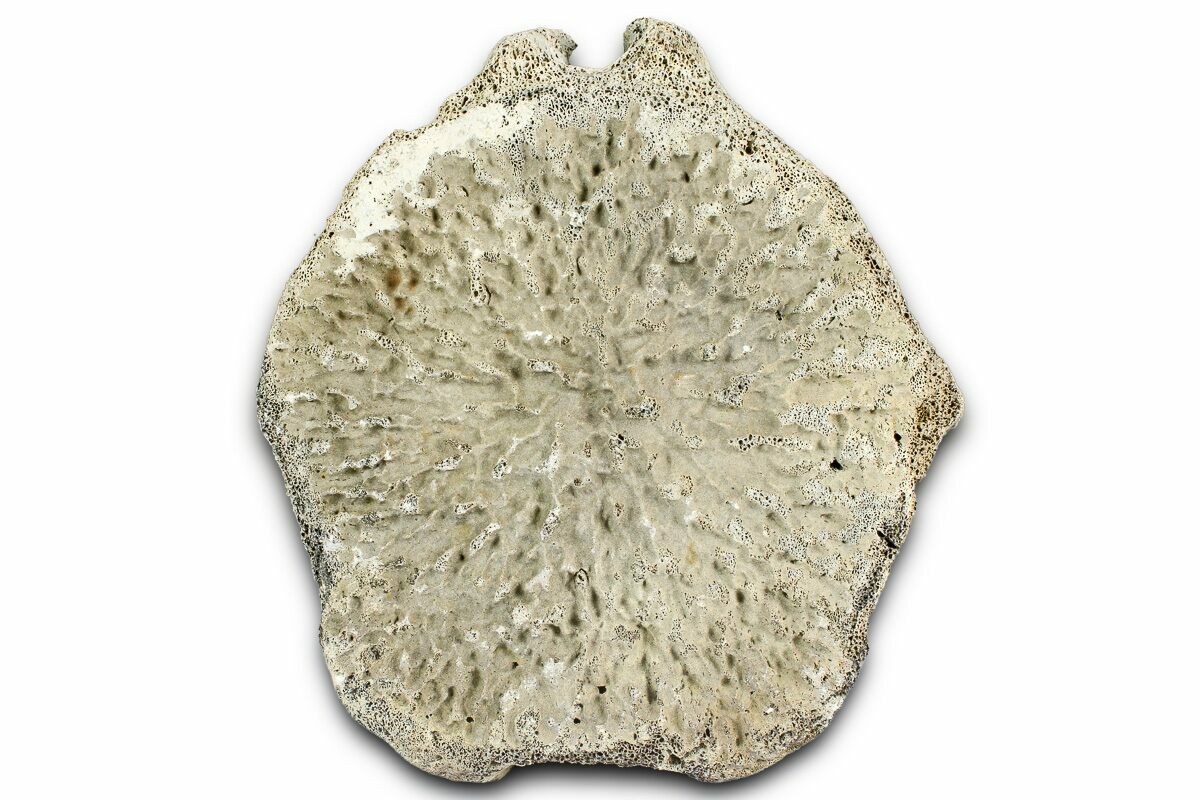 4.3" Fossil Whale Caudal Vertebra - Yorktown Formation