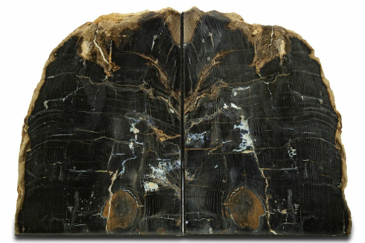 8.4" Tall, Petrified Wood Bookends - Sweet Home, Oregon