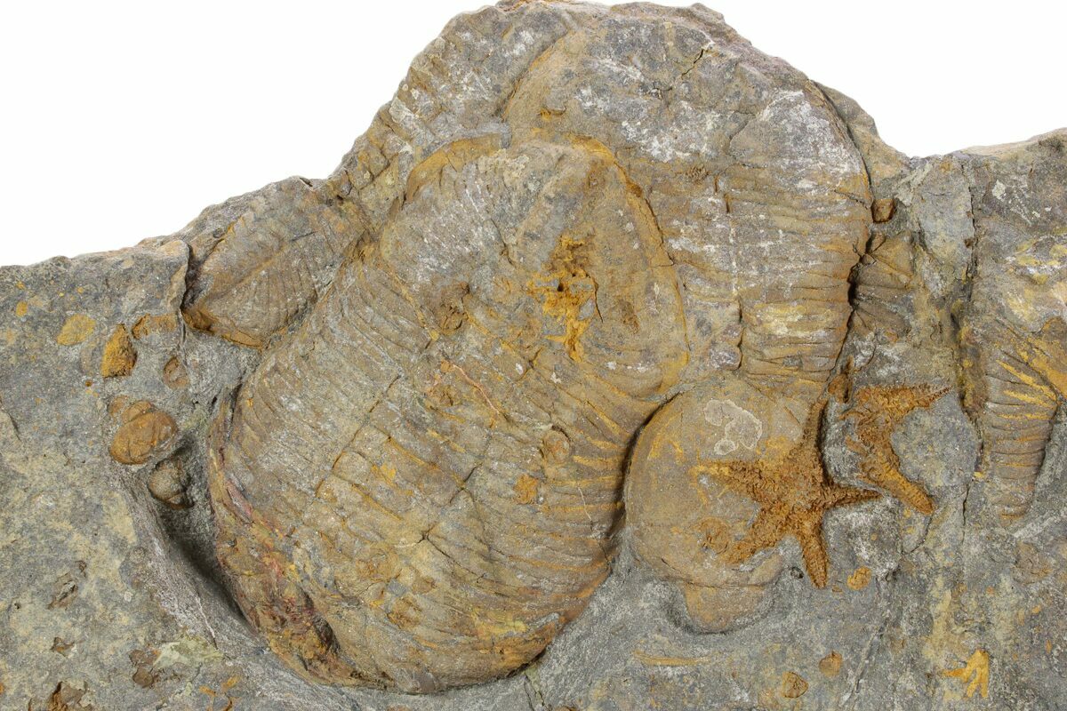 7,7" Plate Of Starfish, Edrioasterois & Trilbites - Morocco