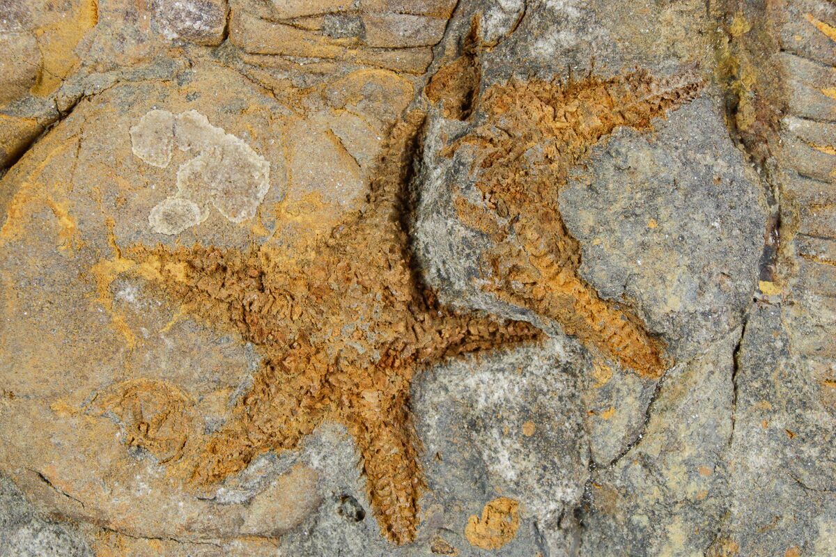 7,7" Plate Of Starfish, Edrioasterois & Trilbites - Morocco