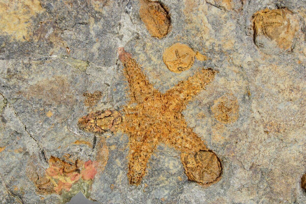 7,7" Plate Of Starfish, Edrioasterois & Trilbites - Morocco