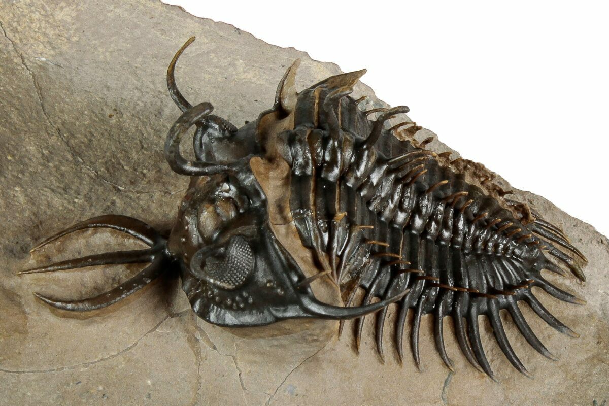 2.2" Short-Fork Walliserops Hammi Trilobite - Foum Zguid, Morocco