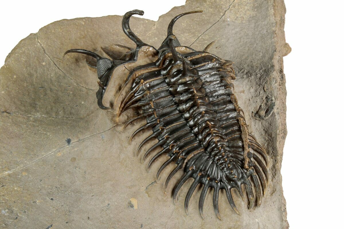 2.2" Short-Fork Walliserops Hammi Trilobite - Foum Zguid, Morocco