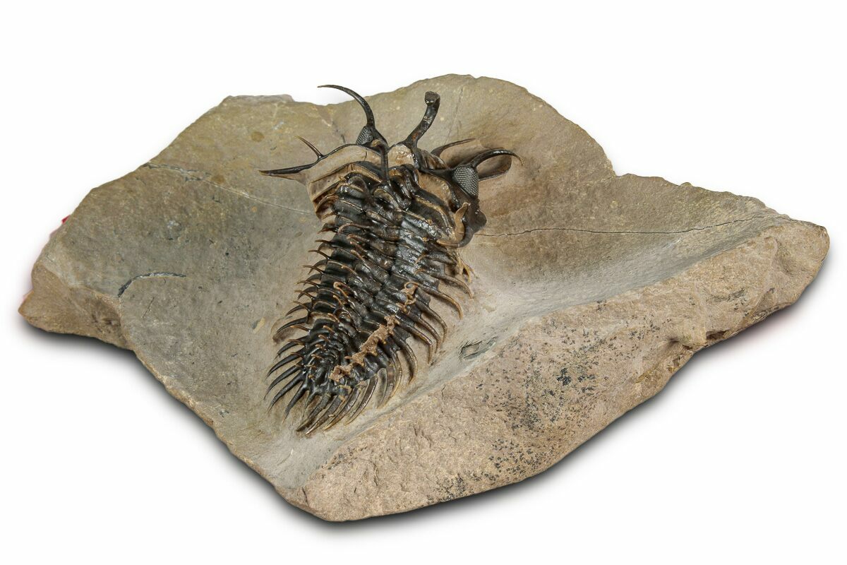 2.2" Short-Fork Walliserops Hammi Trilobite - Foum Zguid, Morocco