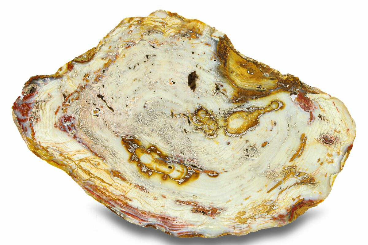 10.1" Polished White Pine Petrified Wood Round - Park City, Utah